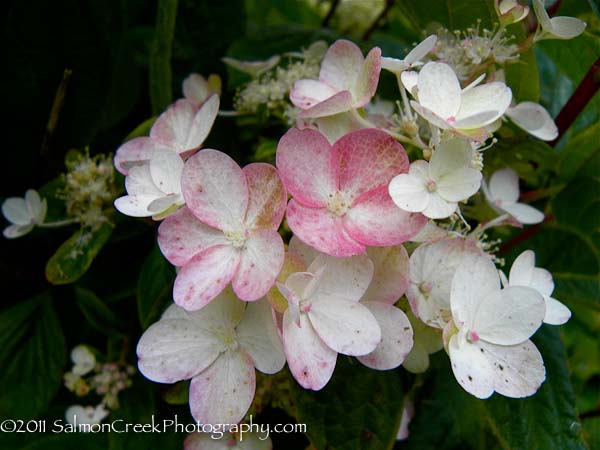 Hydrangea paniculata ‘Unique’