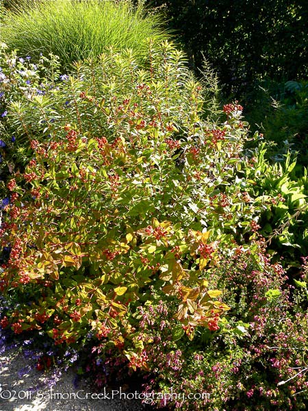 Hypericum androsaemum