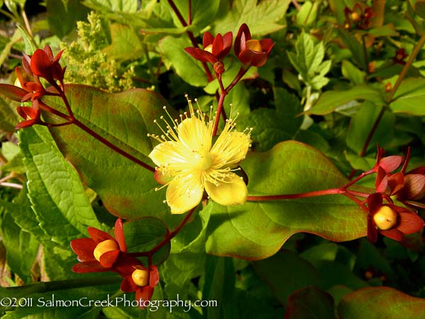 Hypericum androsaemum