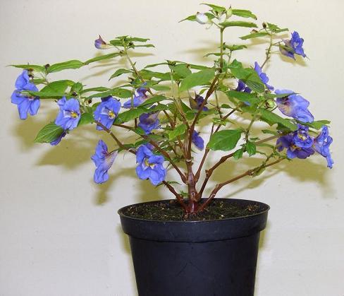 Impatiens namchabarwensis