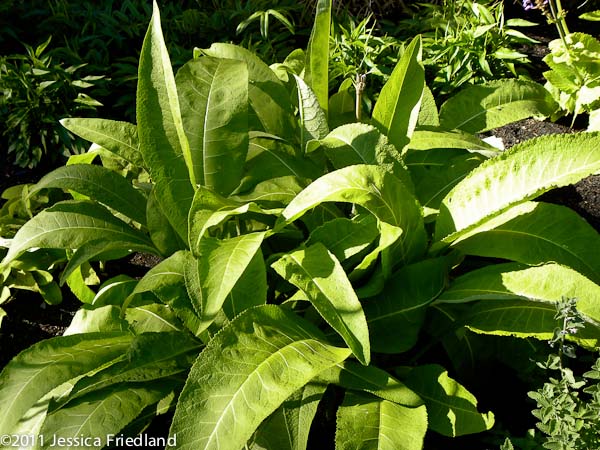 Inula magnifica