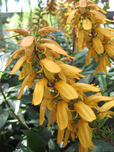 Isoplexis canariensis