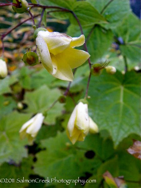 Kirengeshoma palmata