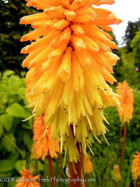 Kniphofia ‘Bees Sunset’