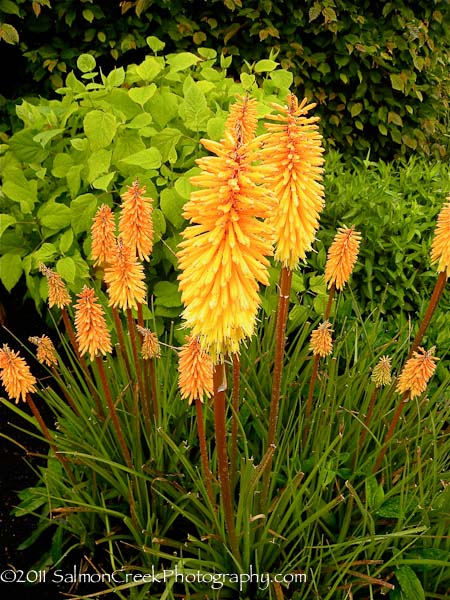 Kniphofia ‘Bees Sunset’