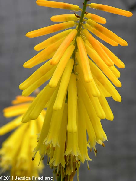 Kniphofia uvaria Candle Light