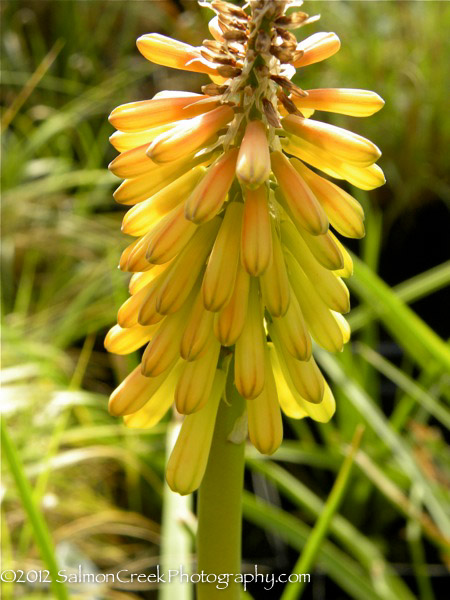 Kniphofia Glow