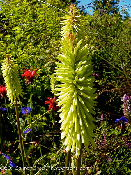 Kniphofia ‘Green Jade’