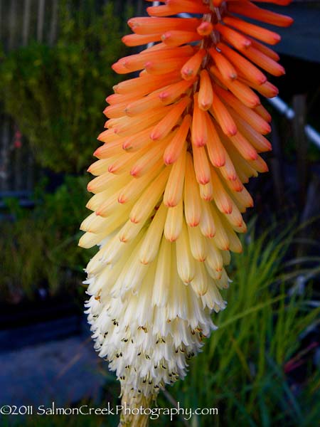 Kniphofia Lye End