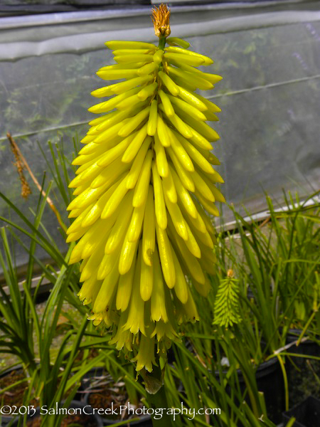 Kniphofia uvaria Malibu Yellow