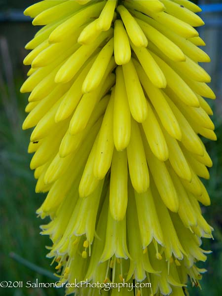 Kniphofia uvaria Malibu Yellow