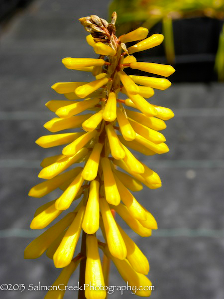 Kniphofia Minister Verschuur