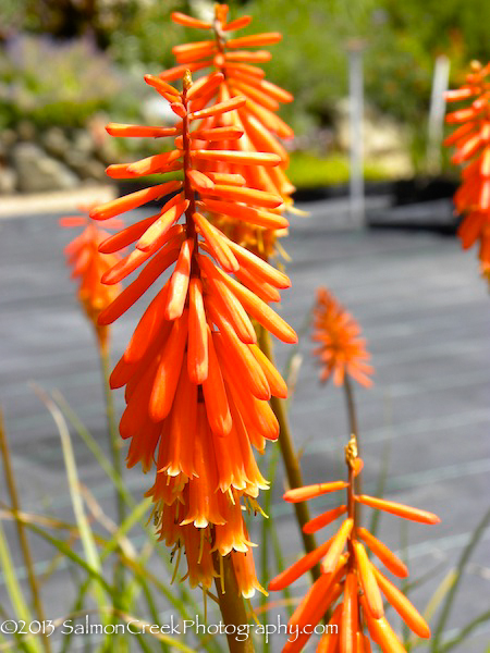 Kniphofia ‘Nancys Red’