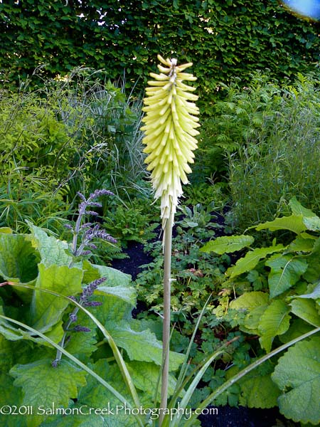 Kniphofia Percys Pride