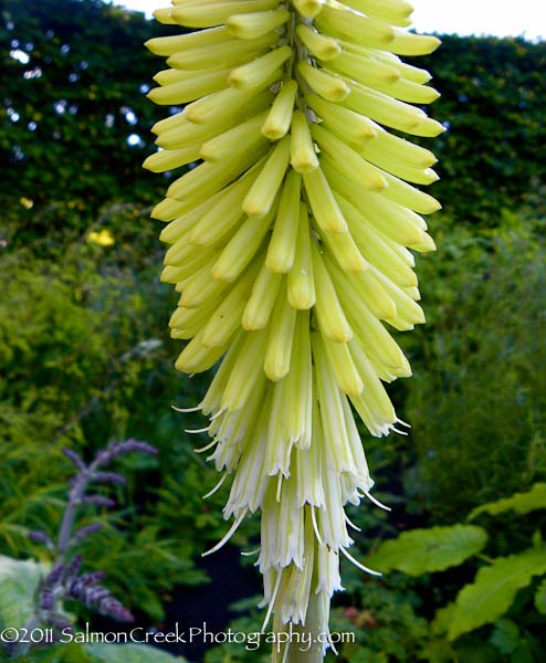 Kniphofia ‘Percys Pride’