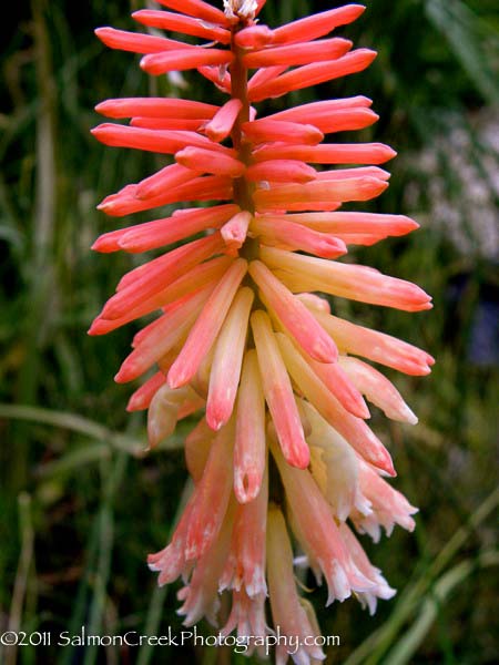 Kniphofia Safranvogel