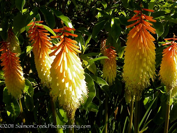 Kniphofia Shining Sceptre