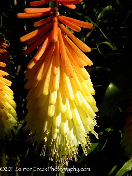 Kniphofia Shining Sceptre