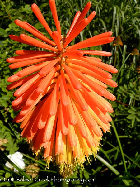 Kniphofia linearifolia