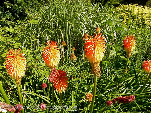 <i>Kniphofia linearifolia</i>