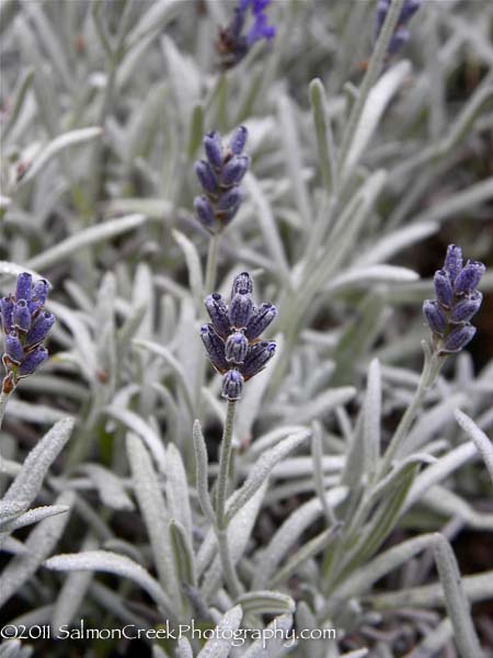 Lavandula England