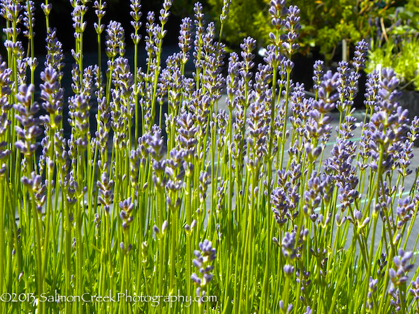 Lavandula angustifolia Graves