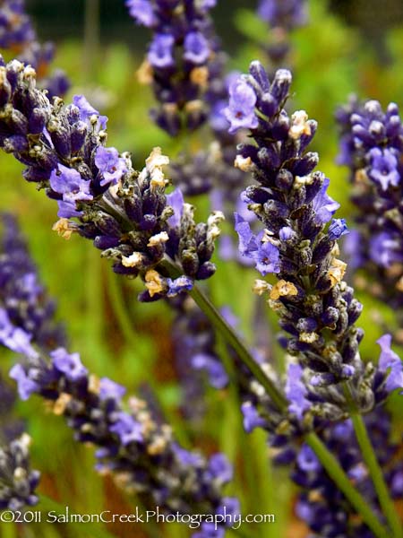 Lavandula intermedia Gros Bleu