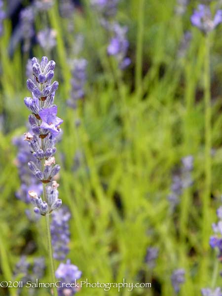 Lavandula x intermedia Hidcote Giant