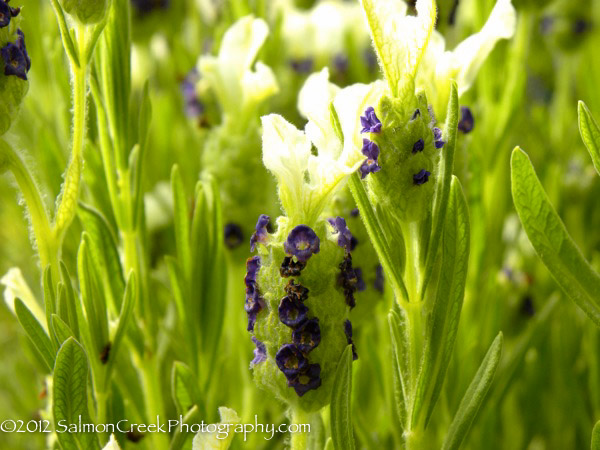 Lavandula stoechas ‘Ivory Crown’