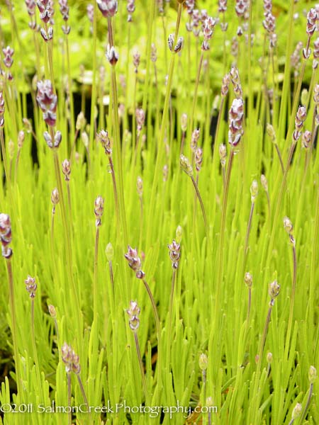 Lavandula angustifolia ‘Miss Katherine’