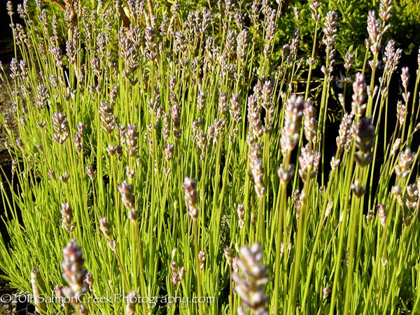 Lavandula angustifolia ‘Miss Katherine’