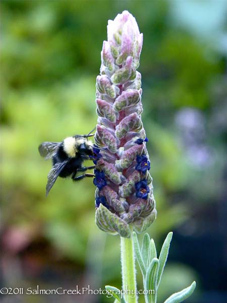 Lavandula stoechas ‘Tickled Pink’