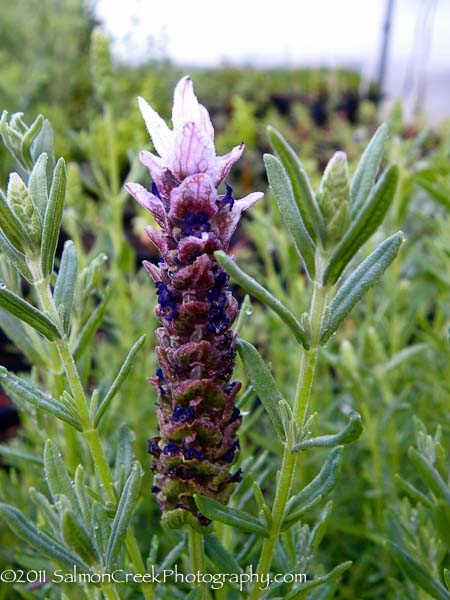 <i>Lavandula stoechas</i> ssp. <i>luisieri</i> ‘Tickled Pink’