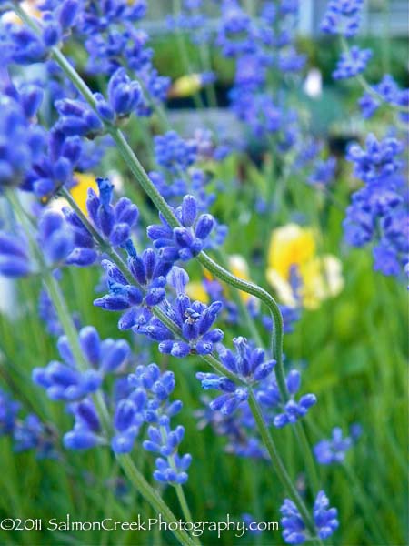 Lavandula angustifolia Violet Intrigue