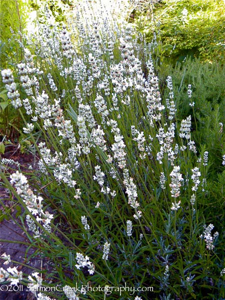 Lavandula intermedia ‘White Spikes’