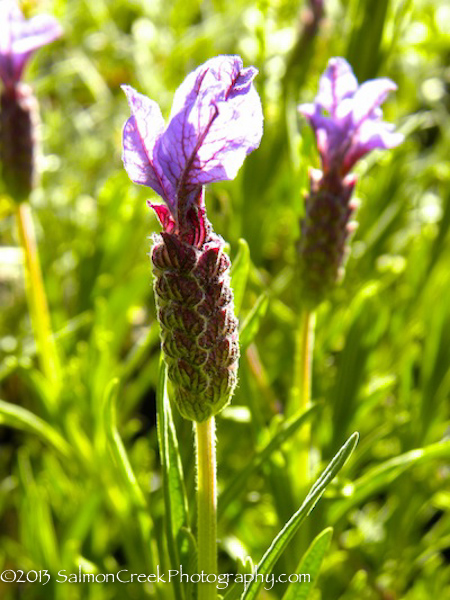 Lavandula stoechas ‘Willow Vale’