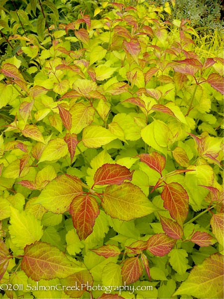 Leycesteria formosa Golden Lanterns