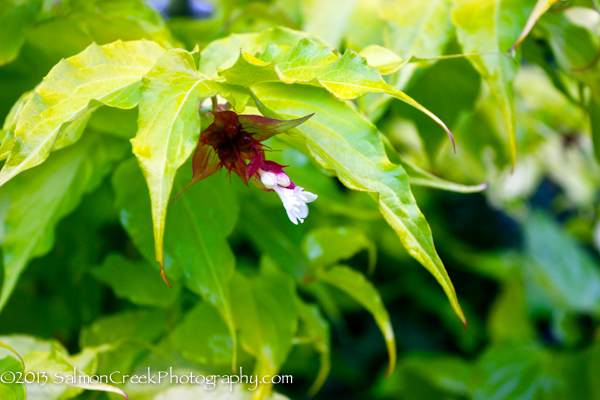 Leycesteria formosa Golden Lanterns