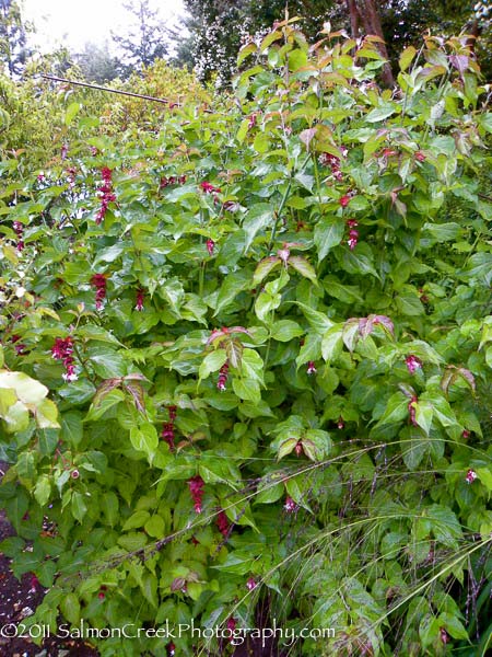 Leycesteria formosa