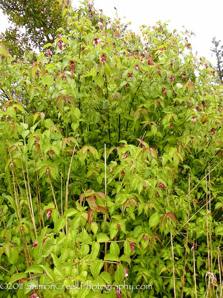 <i>Leycesteria formosa</i>