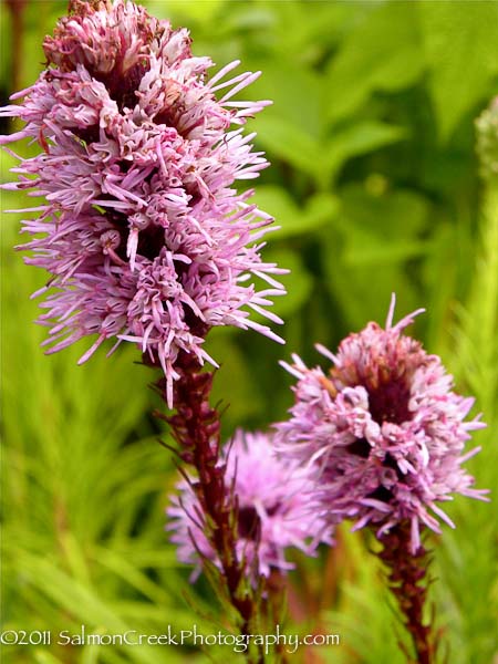 Liatris spicata ‘Kobold’