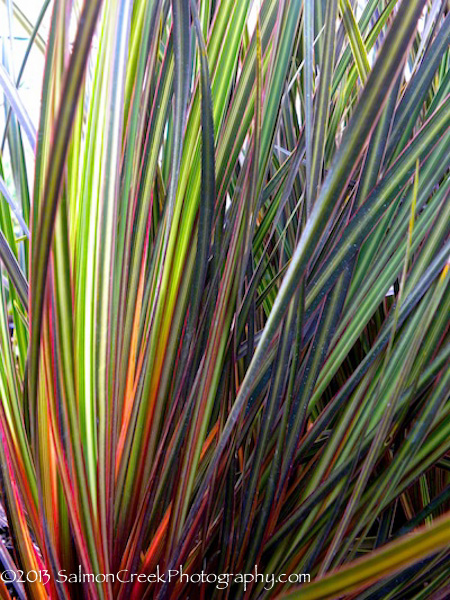 Libertia ixioides Taupo Sunset