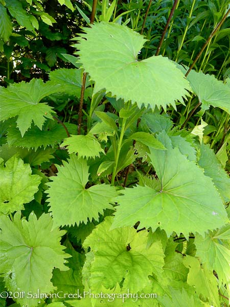 Ligularia stenocephala ‘The Rocket’