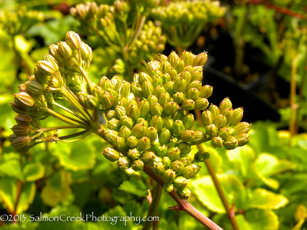 Ligusticum scoticum