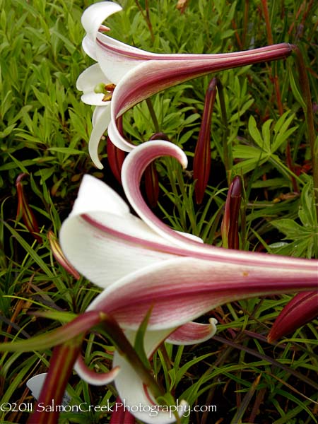 Lilium formosanum