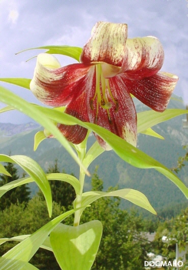 Lilium nepalense