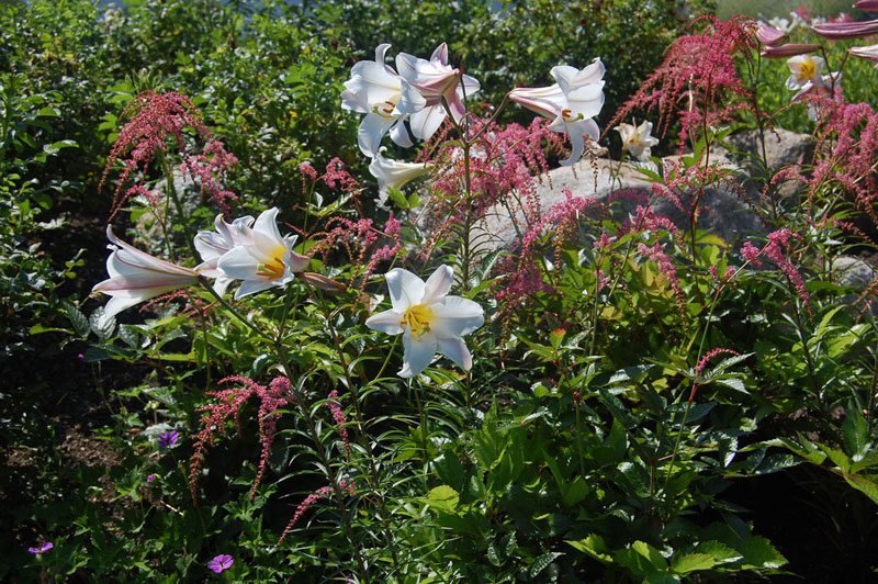 Lilium regale