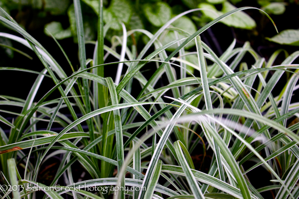 Liriope spicata ‘Silver Dragon’