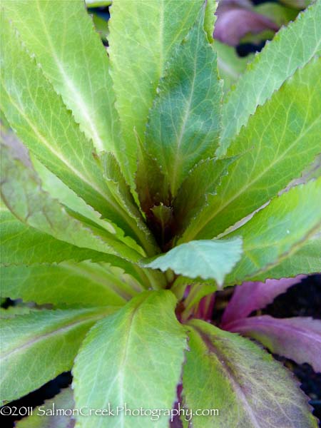 <i>Lobelia</i> ‘La Fresco’