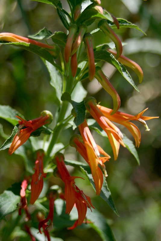 Lobelia laxiflora